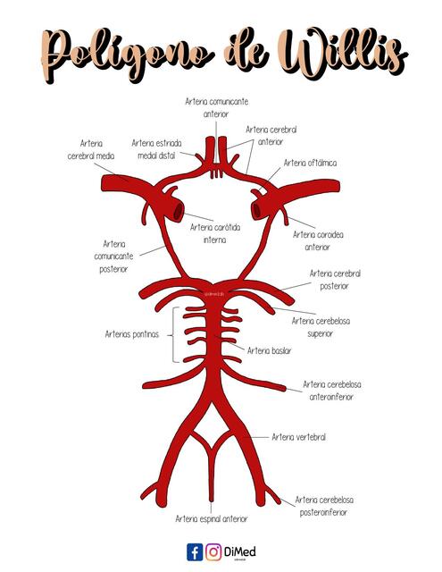 Poligono de Willis