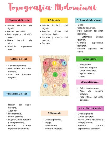 Topografía abdominal