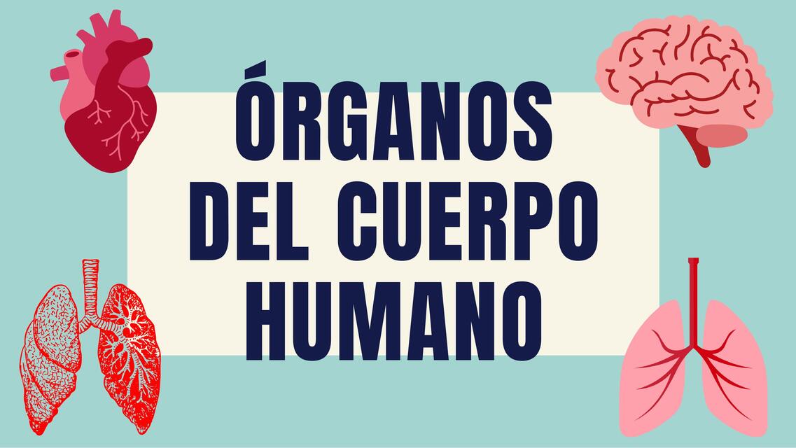 Organos del cuerpo humano y sistemas