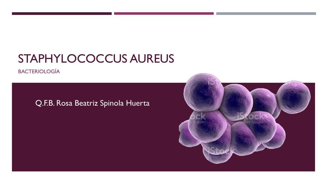 staphylococcus aureus