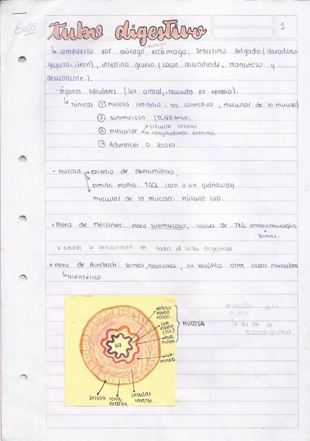 Resumen tubo digestivo histología