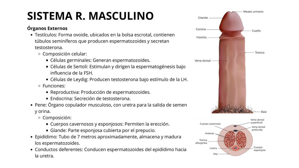 SISTEMA REPRODUCTOR MASCULINO