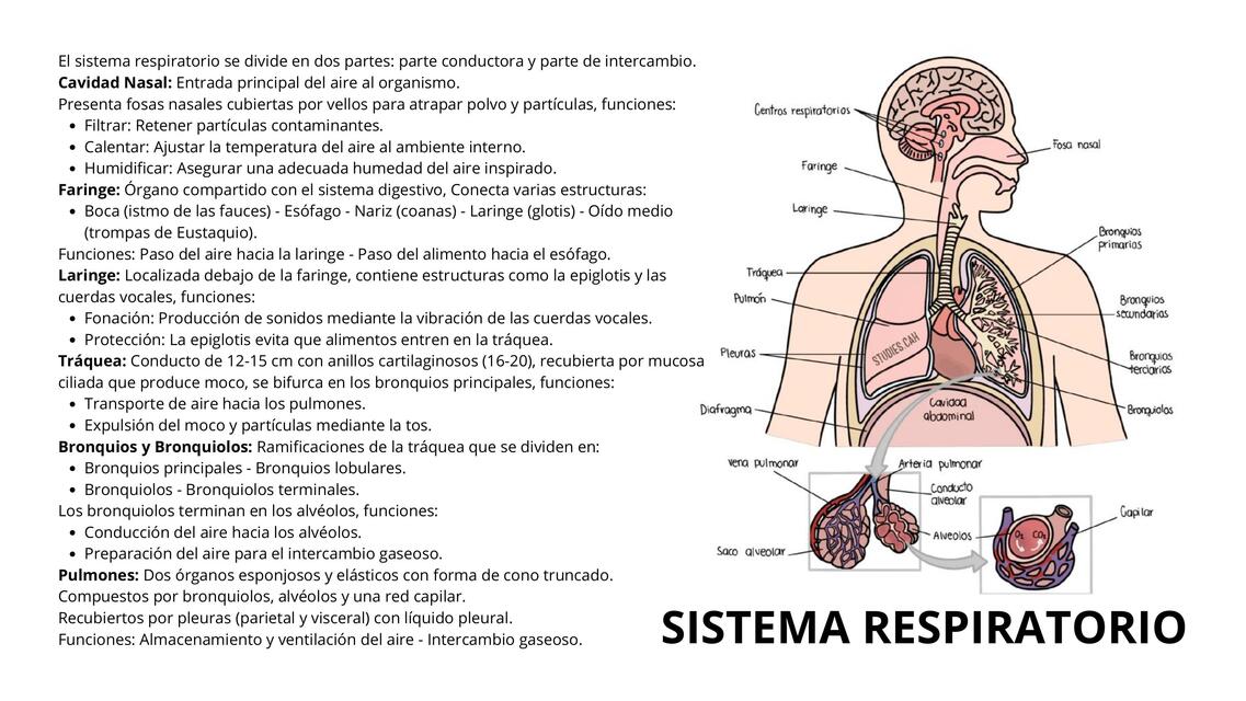 SISTEMA RESPIRATORIO