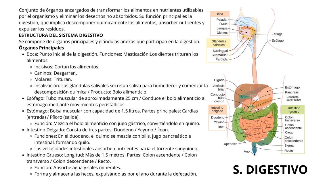 SISTEMA DIGESTIVO