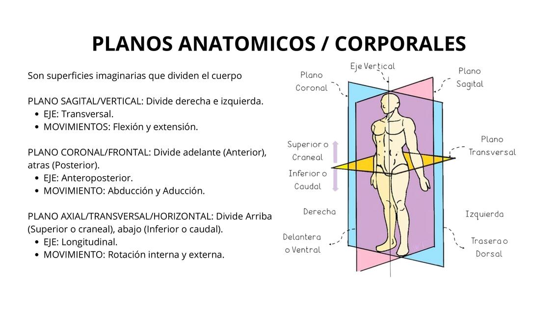 PLANOS ANATOMICOS