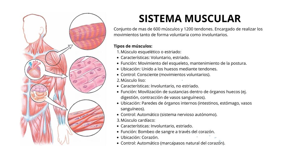 SISTEMA MUSCULAR