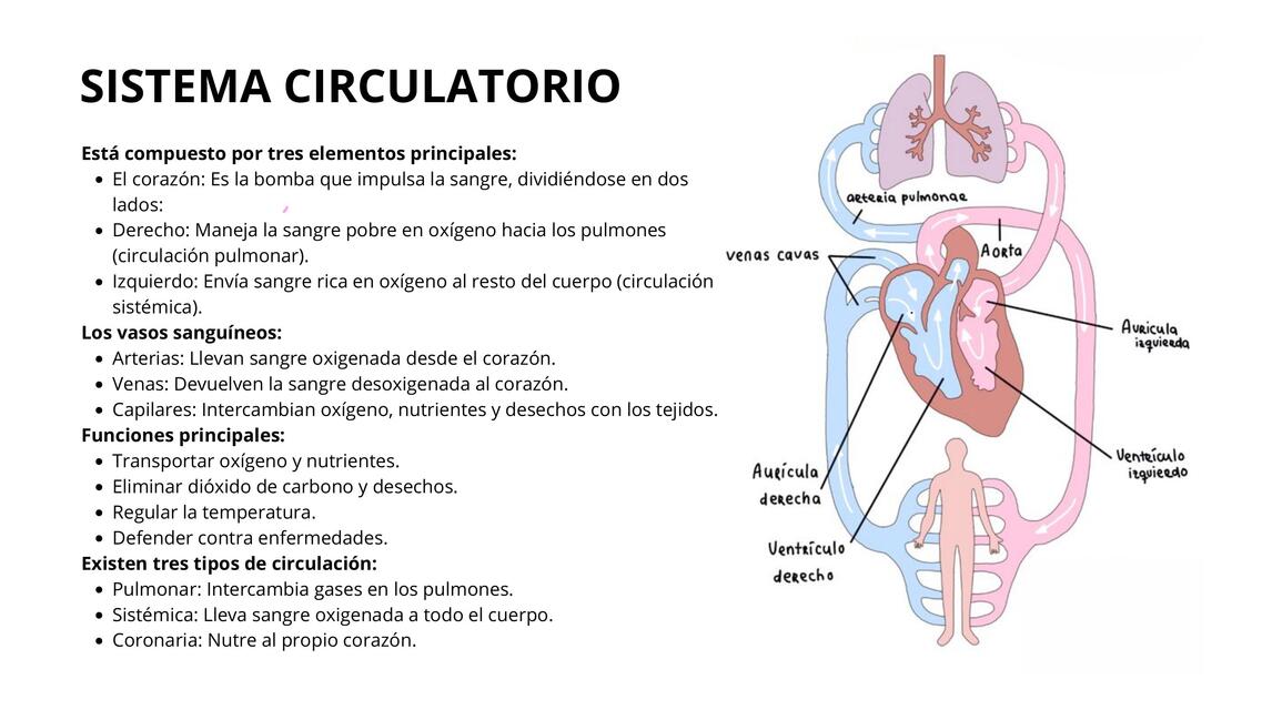 SISTEMA CIRCULATORIO