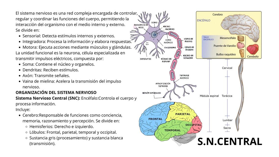 SISTEMA NERVIOSO