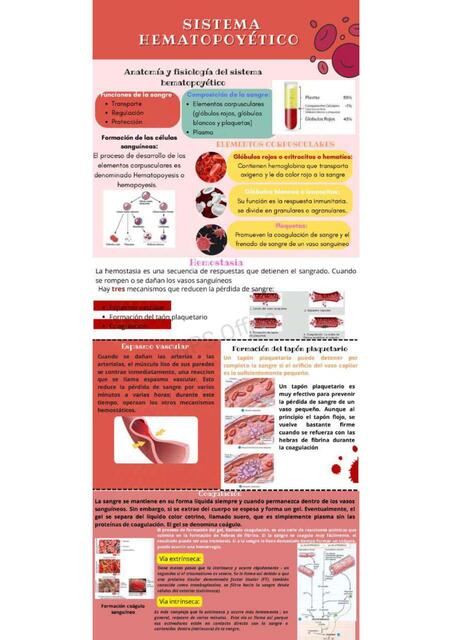 Sistema Hematopoyético y Sistema Linfático