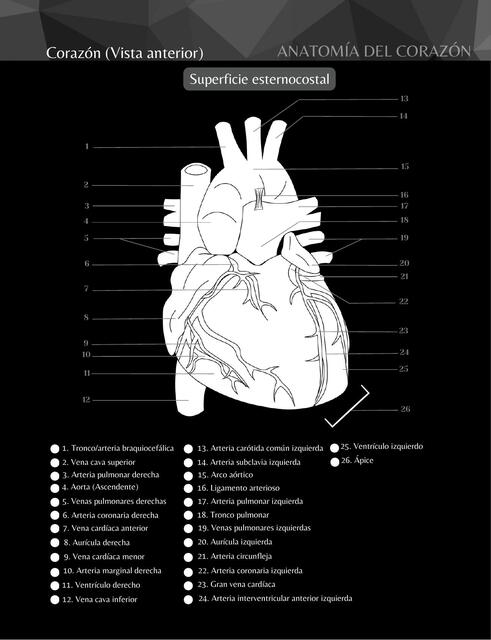 Anatomia del Corazon