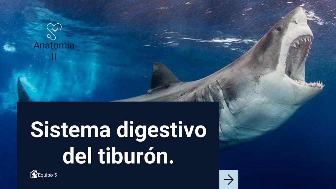 Sistema digestivo de los tiburones 1