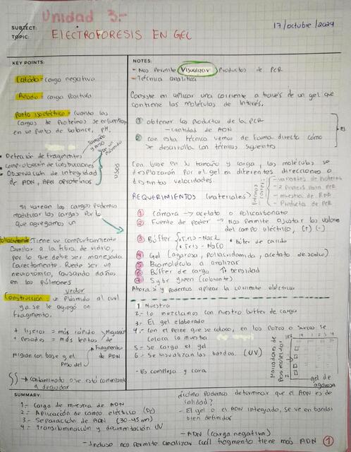 Electroforesis en gel, Enzimas de restricción y Vectores de clonación-expresión