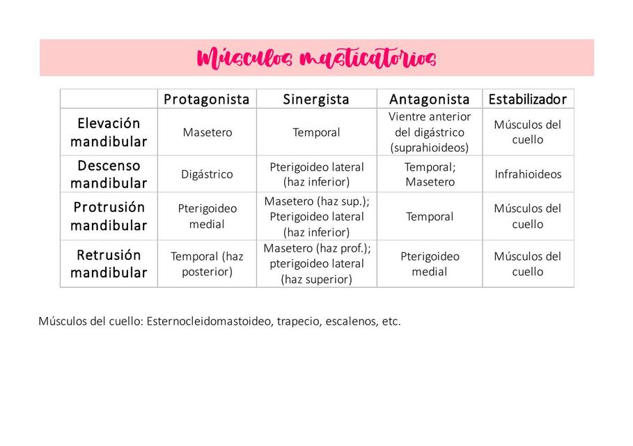 Tabla acción de músculos masticatorios