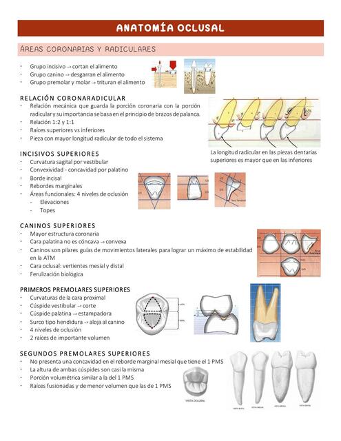 Anatomía Oclusal