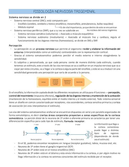 Fisiología Nerviosa Trigeminal