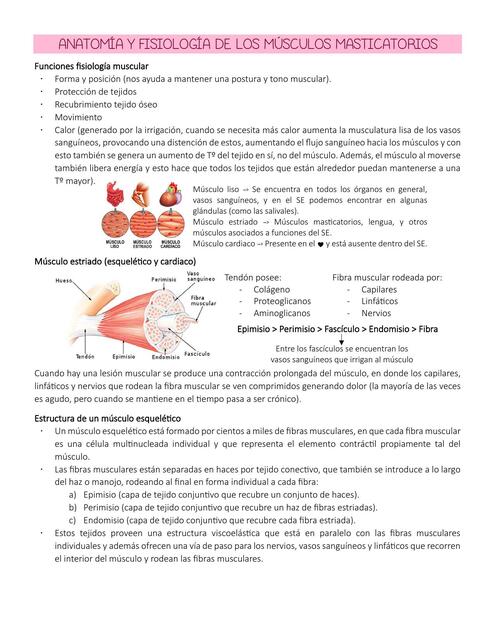 Anatomía y fisiología de los músculos masticatorios