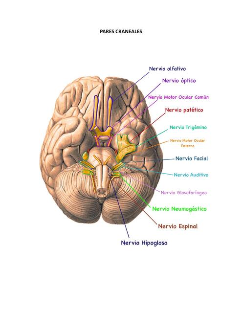 Pares craneales resumen
