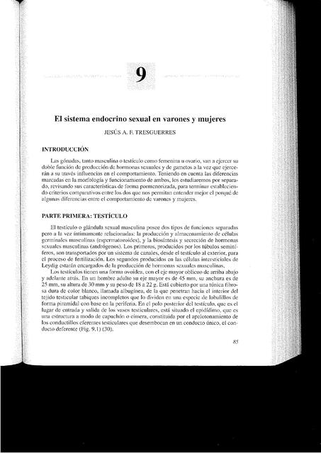 El sistema endocrino sexual en varones y mujeres