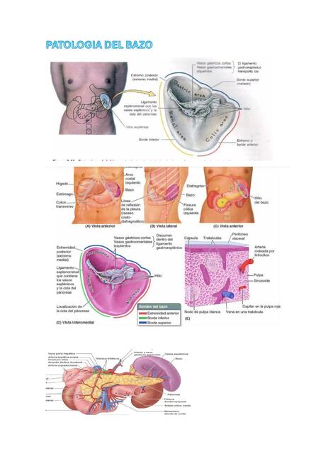 patologia del bazo