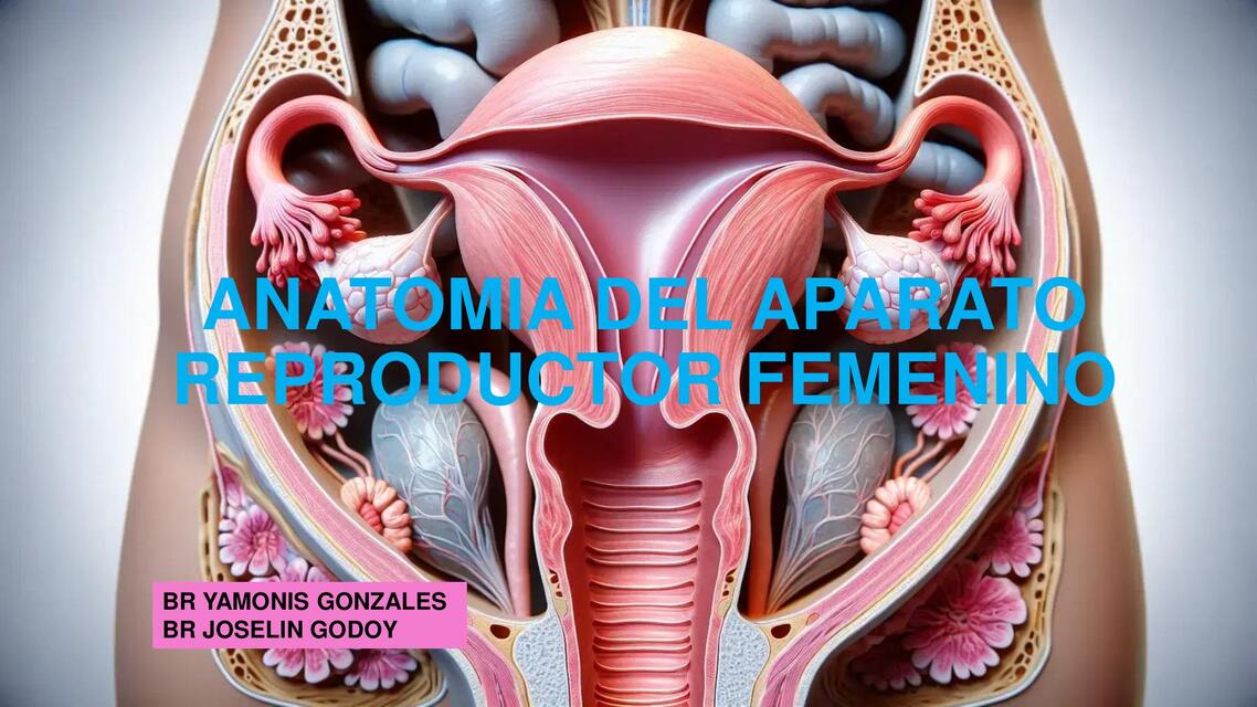 ANATOMIA DEL APARATO REPRODUCTOR FEMENINO