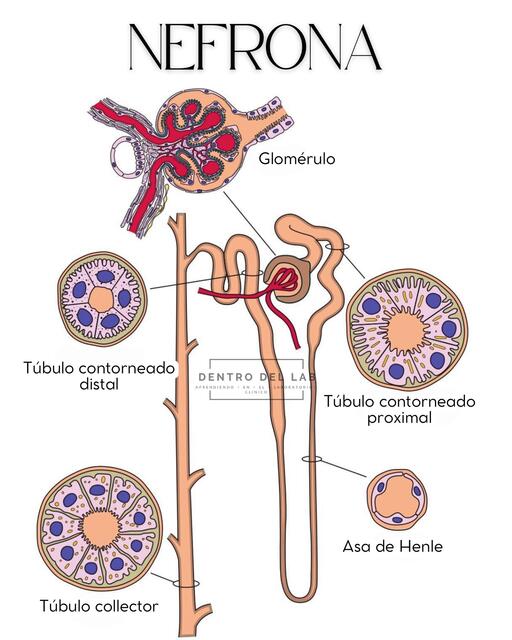 Diagrama nefrona y glomérulo