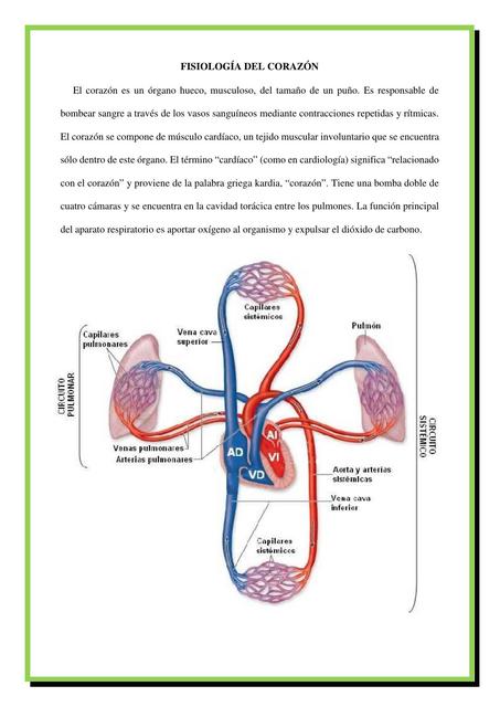 Fisiología del Corazón 