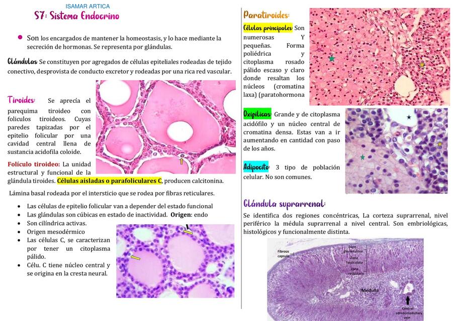 RESUMEN DE HISTOLOGÍA PRAC