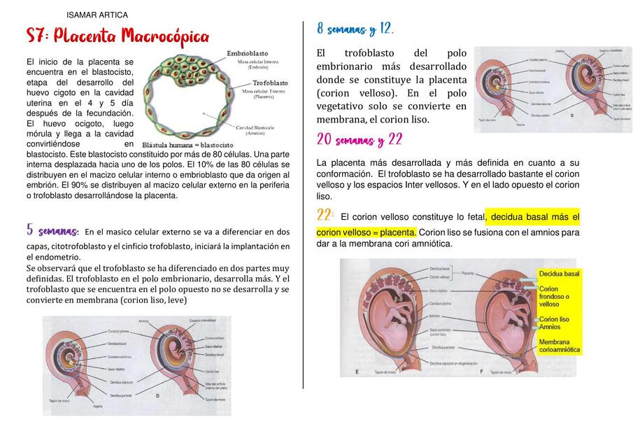 PRACTICA EMBRIO 1