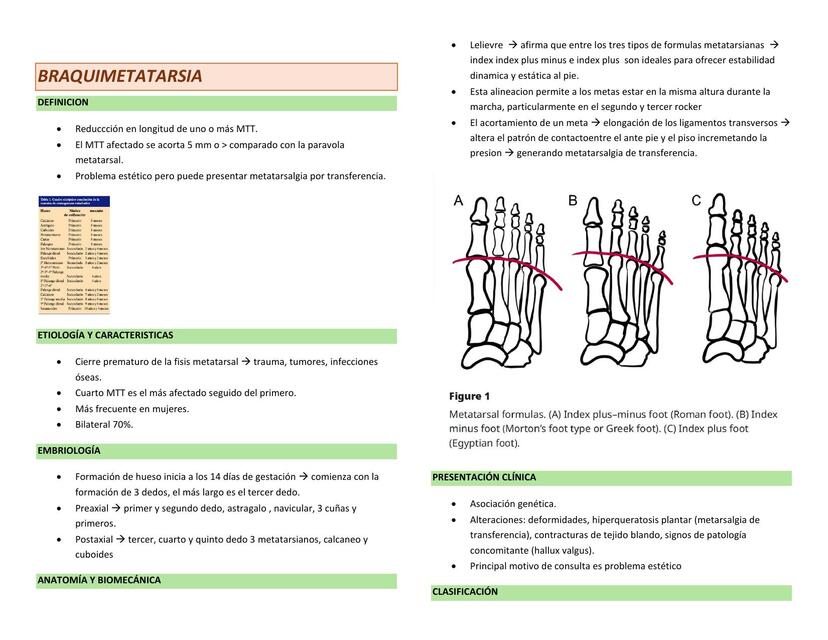 BRAQUIMETATARSIA