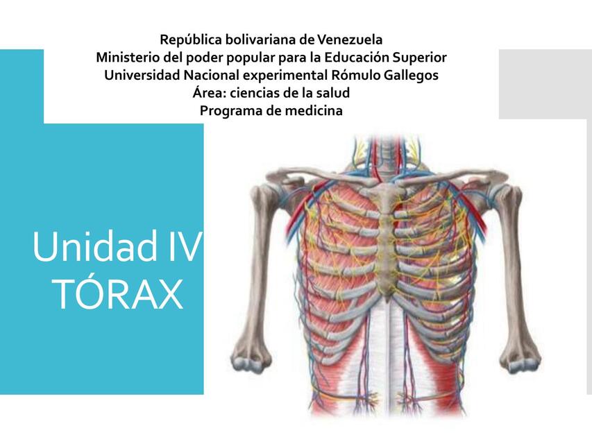 unidad 4 torax clase 1