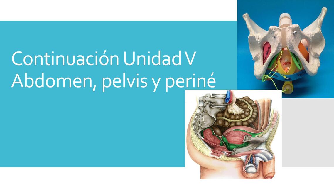 continuación abdomen pelvis y perine clase 3