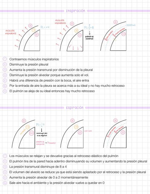 Mecánica pulmonar Inspiración y espiración