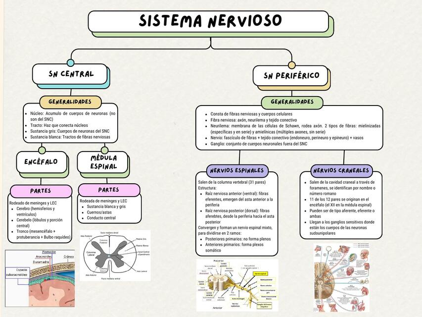 Sistema Nervioso