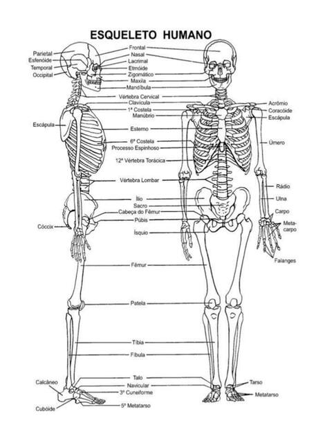 Esqueleto humano dibujo para colorear