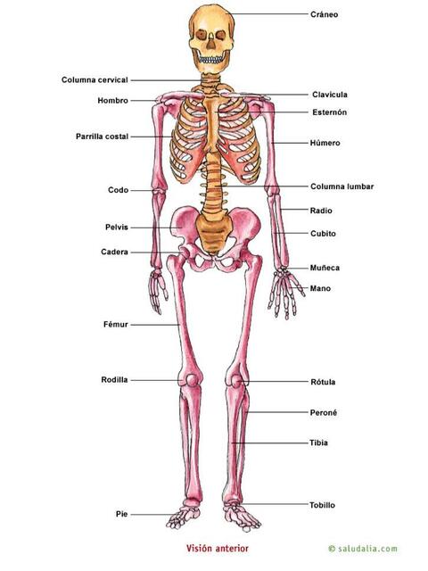 Dibujos de los 206 huesos del cuerpo humano