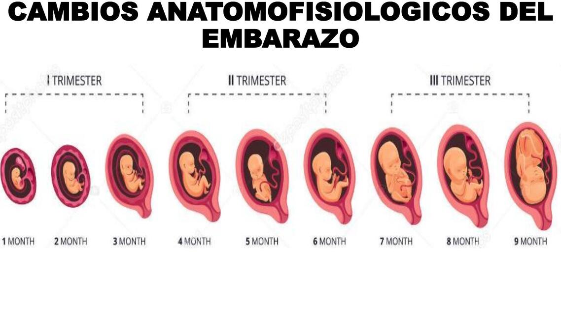 CAMBIOS ANATOMOFISIOLOGICOS DEL EMBARAZO