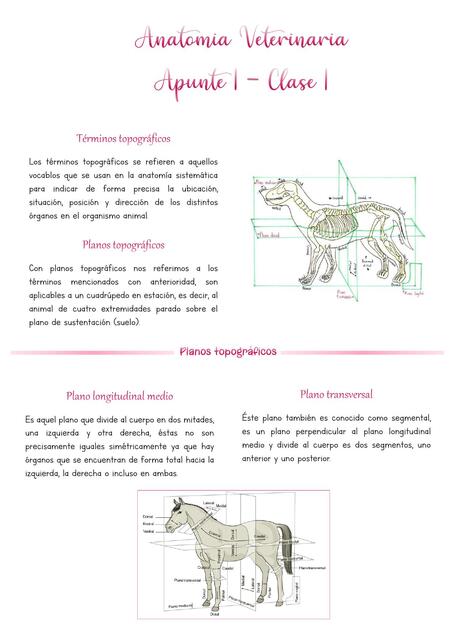 Anatomia Veterinaria I 1ra Clase Juli Vera Udocz