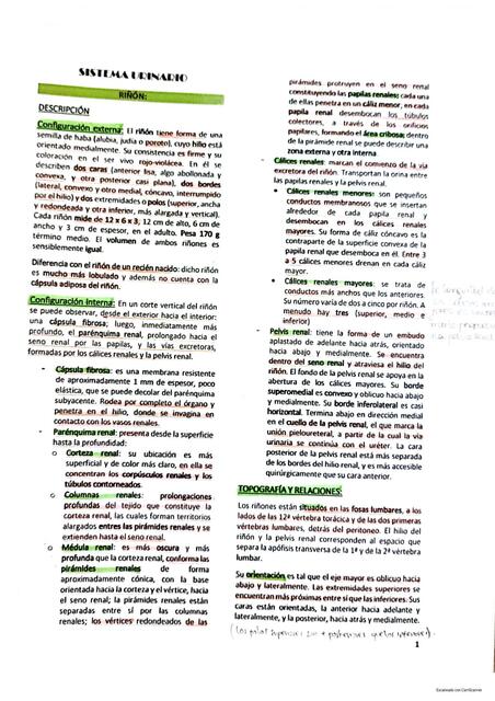 ANATOMIA de Sistema Urinario