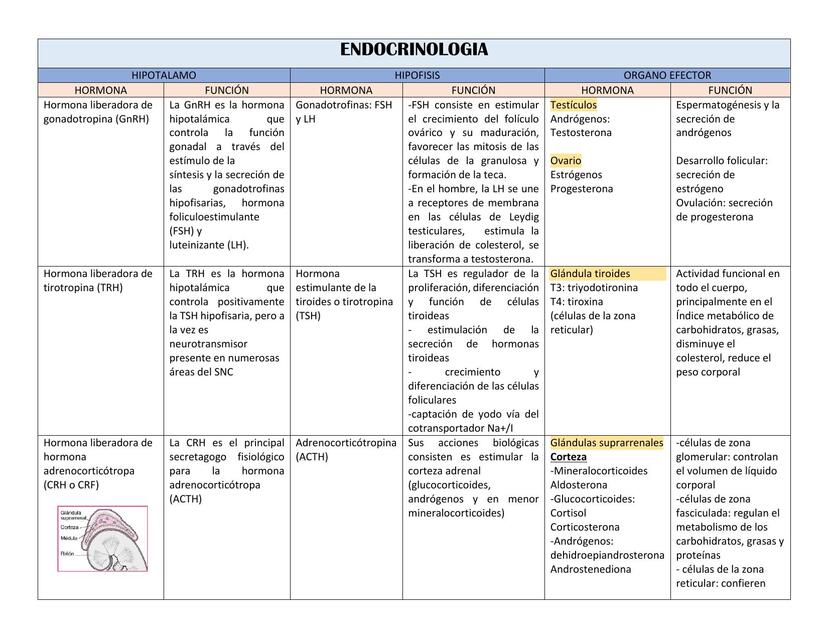 HORMONAS ENDOCRINOLOGIA