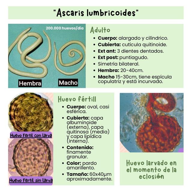 Parasitología Lapso I