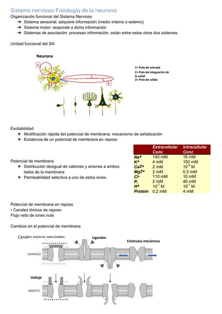 3 Sistema nervioso Fisiología de la neurona