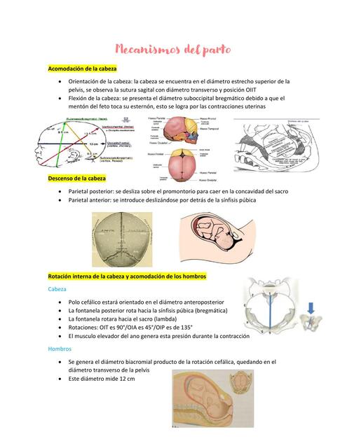 Mecanismos del parto