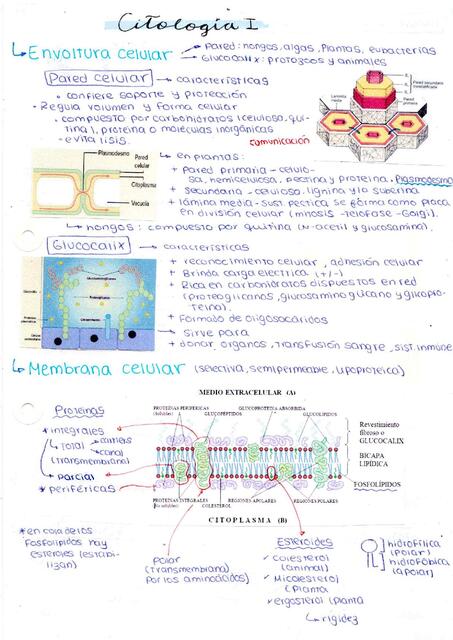 CITOLOGIA I