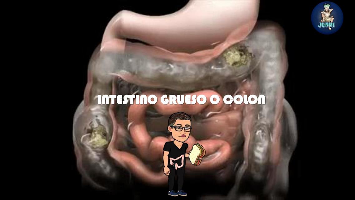 INTESTINO GRUESO O COLON