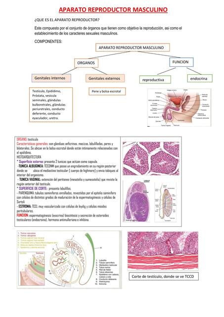 APARATO REPRODUCTOR MASCULINO