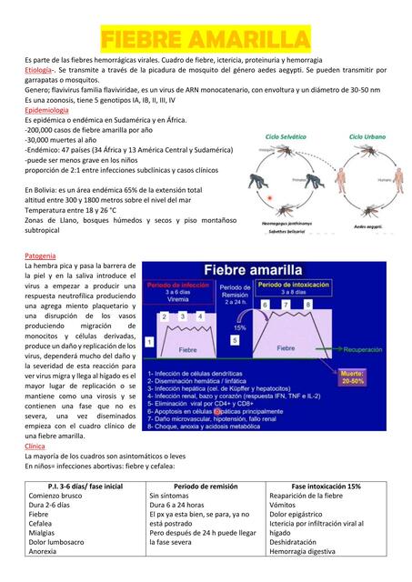 FIEBRE AMARILLA