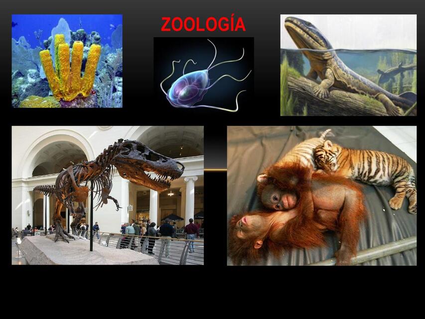 ZOOLOGÍA