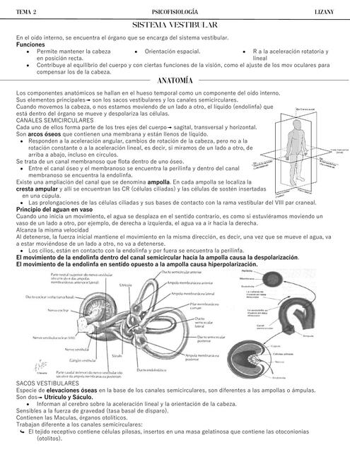 Sistema vestibular