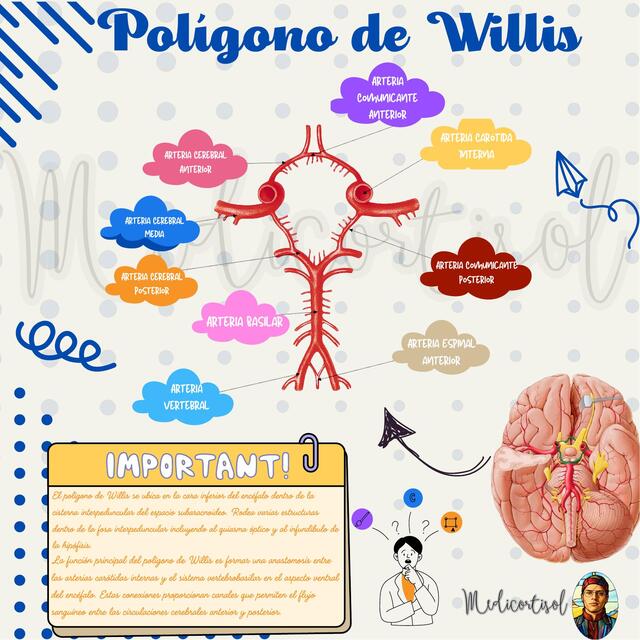 Polígono de Willis