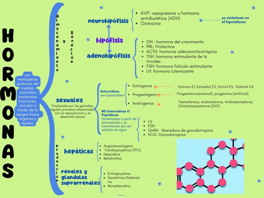 Cuadro sinoptico de Hormonas